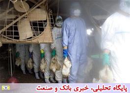 2 کانون مرغ تخم‌گذار دیگر در تهران آلوده به آنفلوآنزا شد